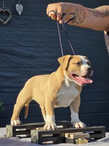 American Bully - Pocket - Artur