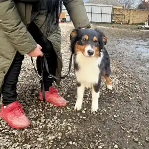 Ausztrál juhászkutya - Black Tri Kan/ Male Nbt