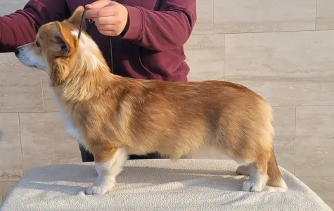 Вельш-корги пемброк - Apollo The Radiant From Farm Of Happy Dogs