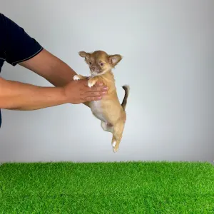 Chihuahua - Kilo
