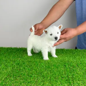 West Highland White Terrier - Jette