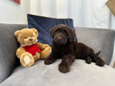 Labradoodle - Dertons Amy