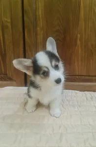 Welsh Corgi Pembroke - Danny