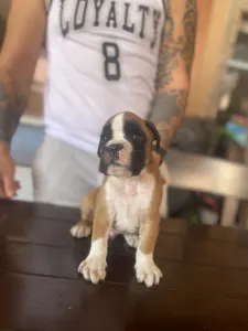 German Boxer - Rasel