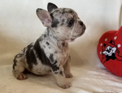 Francouzský buldoček - Mazsola