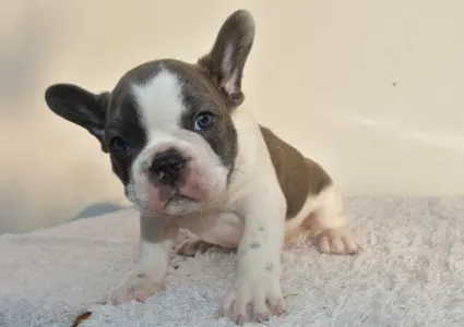 French Bulldog - Luke