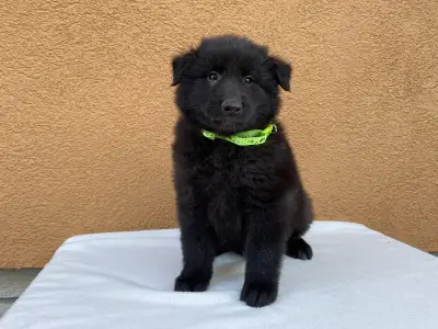 Belga juhászkutya - Gerőcsvári Black Diamond Hank