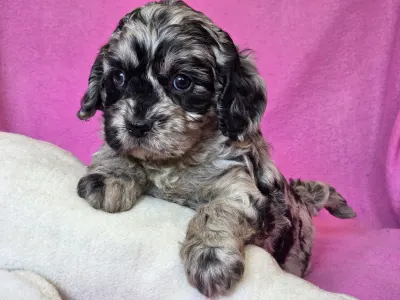 Cavapoo - Merida