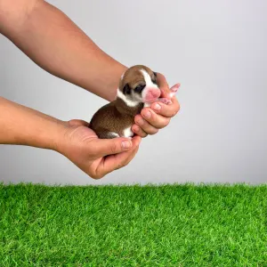 Pembroke Welsh Corgi - Welo