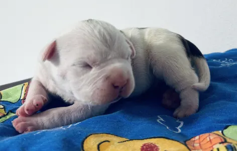 Amerikai staffordshire terrier - Backsas J.....