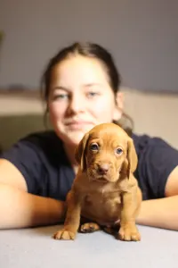 Hungarian Short-haired Vizsla - Jaguar