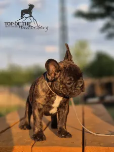 Bouledogue français - Raul