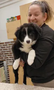 Border Collie - Rubin