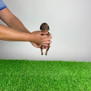 Dachshund - Casar