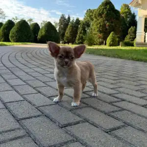 Chihuahua - Kilo