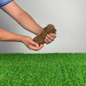Pudel Toy - Jumbo 