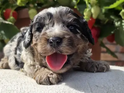 Cavapoo - Merlin