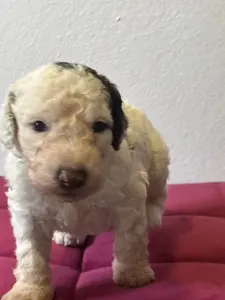 Spanyol vízikutya - Badolf