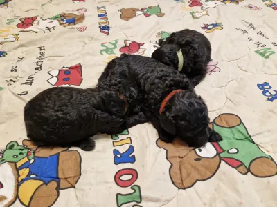 Pudeli de jucarie si pitici - Ajda