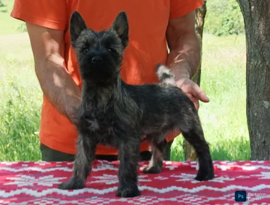 Cairn Terrier - Giny
