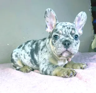 Buldog francuski - Gino