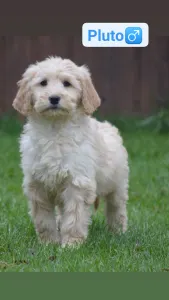 Goldendoodle - Pluto