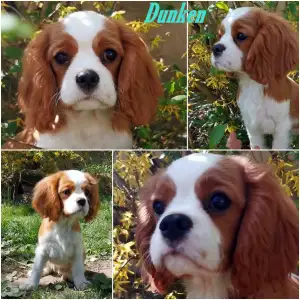 Cavalier King Charles spániel - Dunken