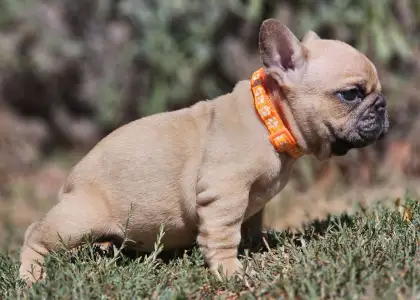 French Bulldog - Udo
