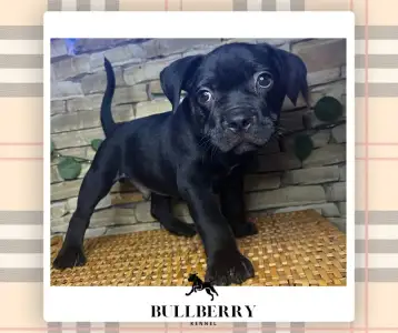 American Bully - Standard - Youngberry