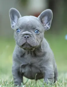 French Bulldog - Potter 