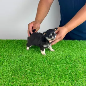 Chihuahua - Lillemor