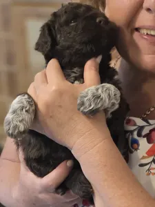 Lagotto Romagnolo - Almíra