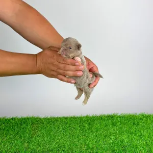 Chihuahua - Hero