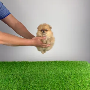 Szpic miniaturowy - Vesta