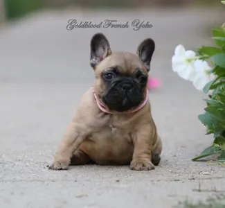 Francia bulldog - Yoko