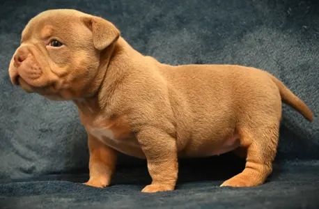 Amerikai Bully - Pocket - Minnie