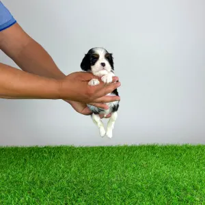 Cavalier King Charles Spaniel - Shaby