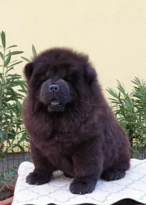 Chow Chow - Thor