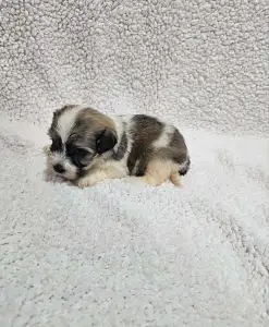 Bichon havanais - Milo