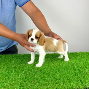 Cavalier King Charles Spaniel - Penta
