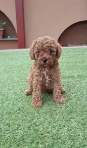 Caniche Nain - Benny