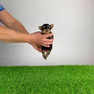 Yorkshire Terrier - Pando