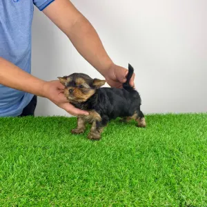 Yorkshire Terrier - Glory