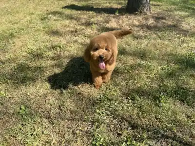 Trpasličí pudl - Goofy