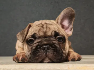 French Bulldog - Elmo