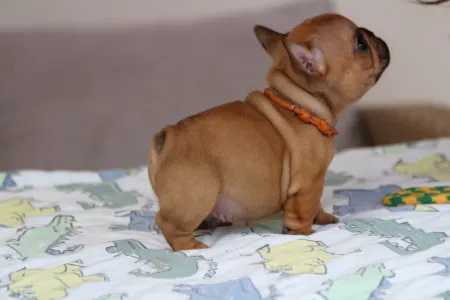 Französische Bulldogge - Ufo