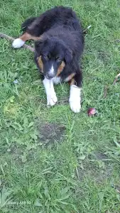 Australský ovčák - Cora