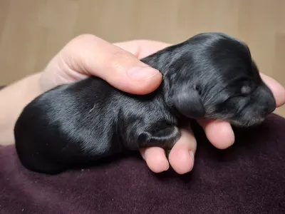 Dachshund - Black Jack