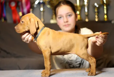 Wyżeł węgierski krótkowłosy - Pörgelóci Mercedes