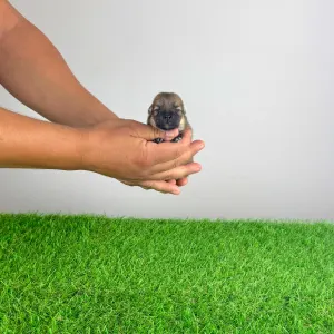 Pomeranian - Rixi